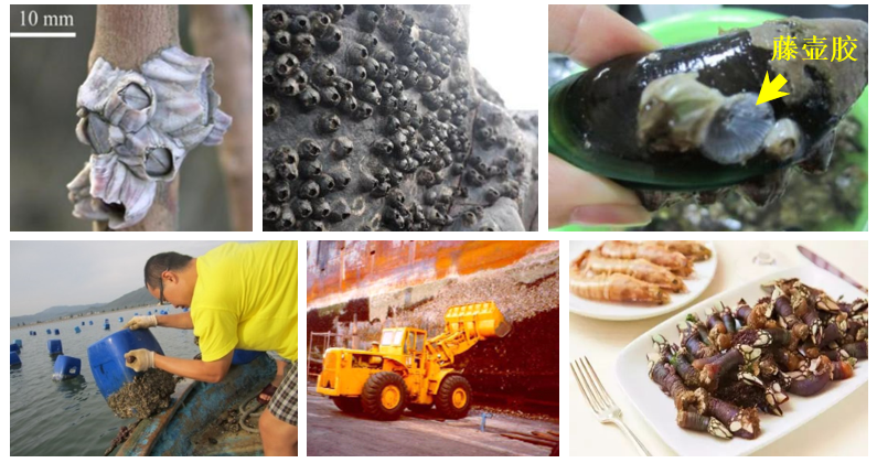 国防科技大学胡碧茹教授课题组海洋强势污损生物藤壶67附着机制研究