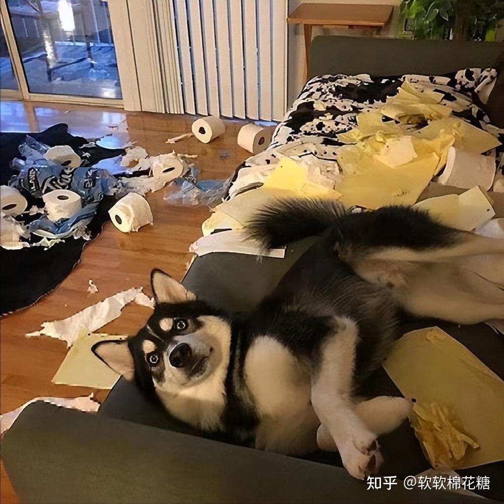 忠告:惯狗如杀狗!一只狗有这几种表现,证明被你惯坏了 - 知乎