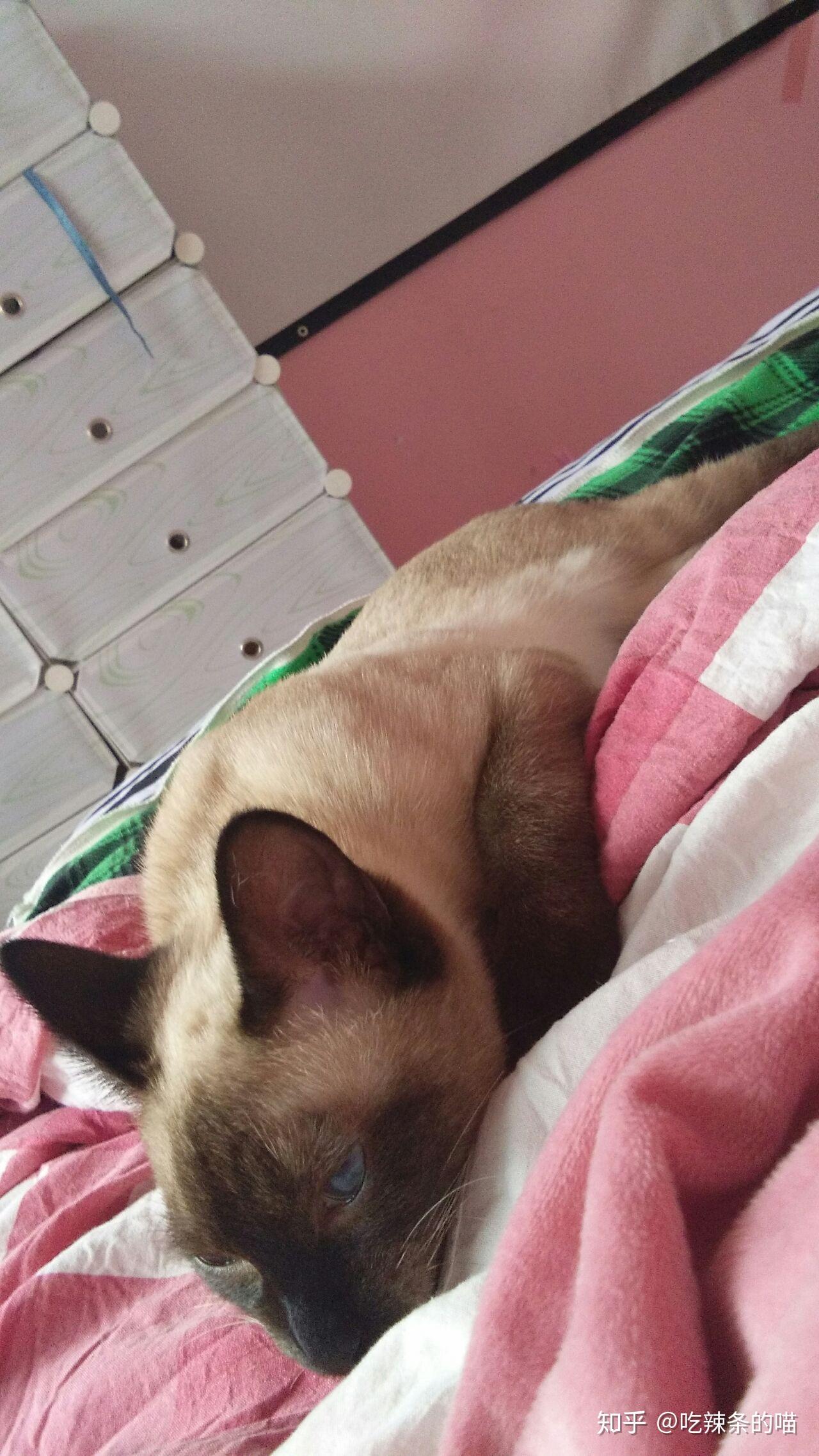 你见过最好看的猫长啥样?