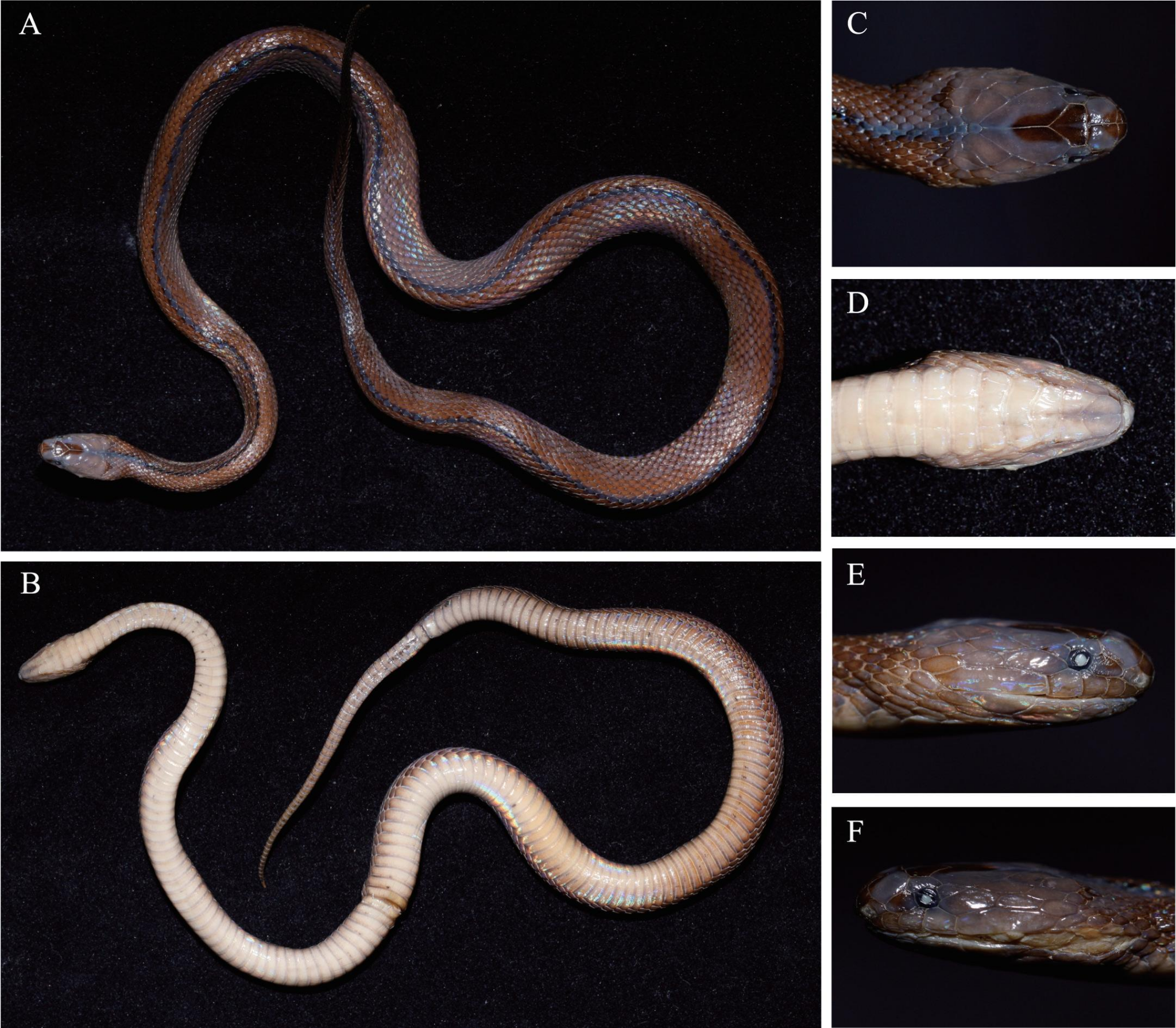 2021年国内发表蛇类新物种小结