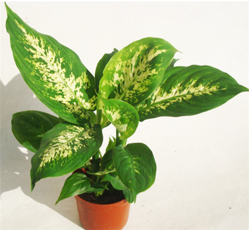 17种室内健康植物