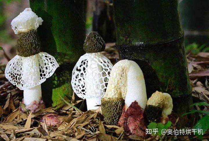 竹荪烘干工艺详解 - 知乎