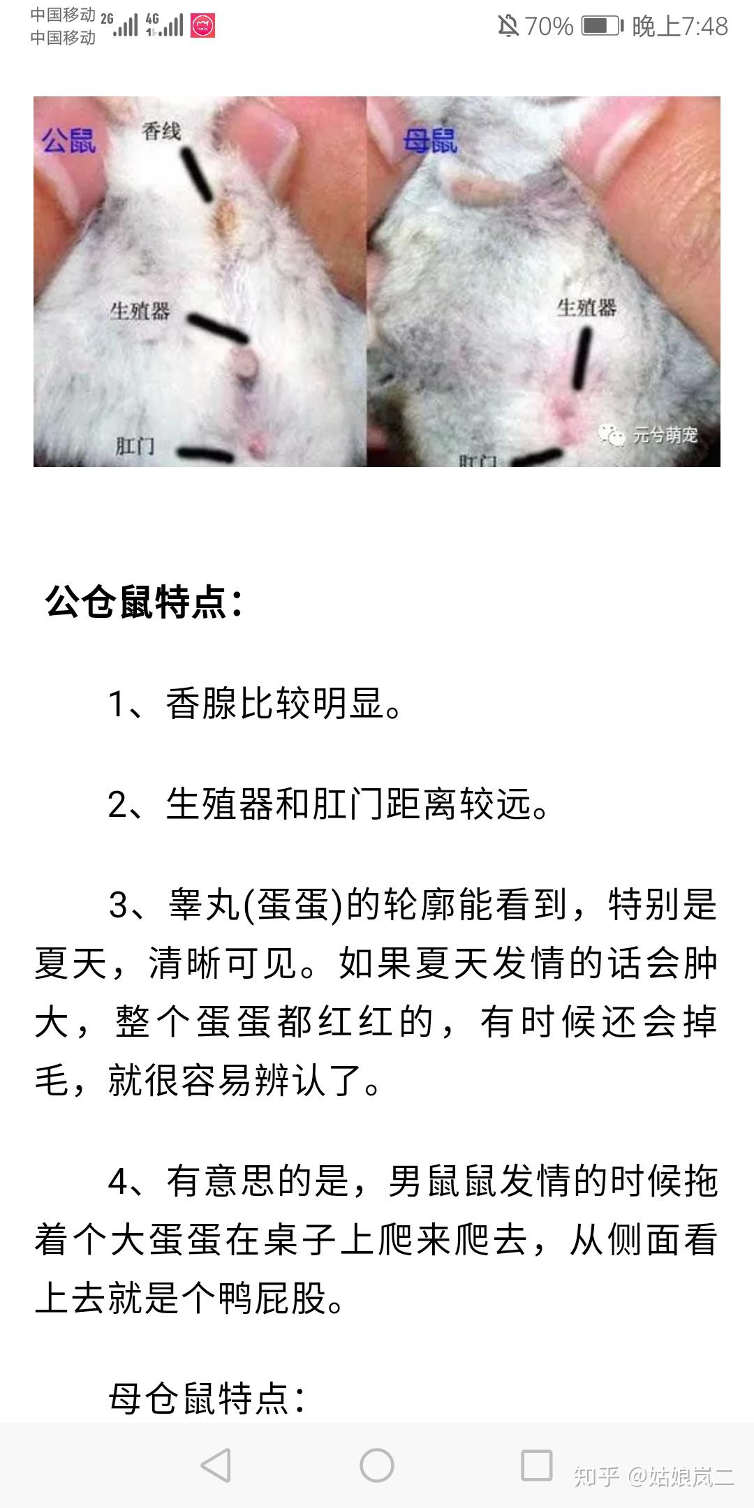 怎么分辨仓鼠公母呢?