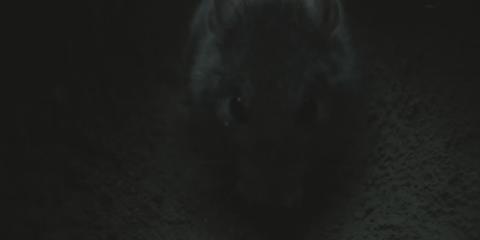 老鼠有多可怕视频 v2-3b1d77670b8ec6ecc059404e233ec17f_r.jpg