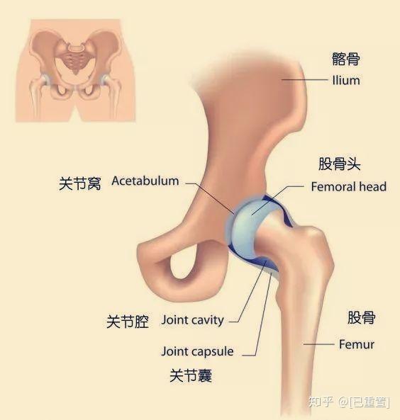 如何在练习开髋体式中让膝盖更加安全 知乎