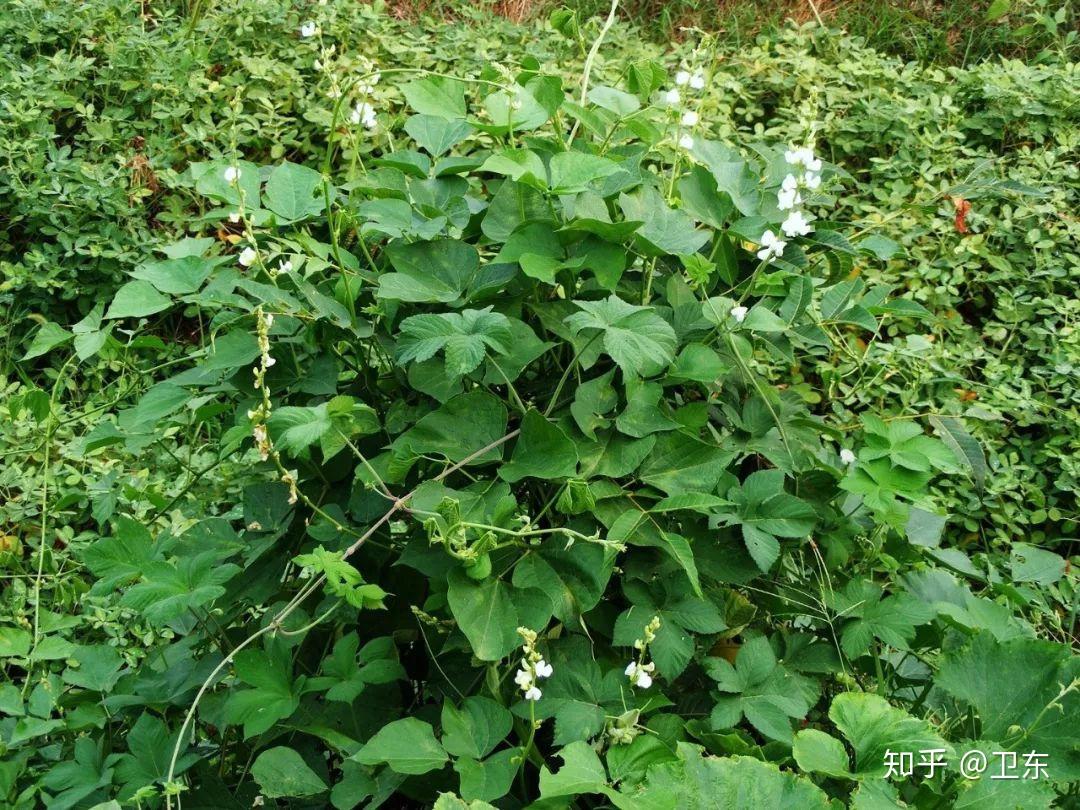阴雨连绵人湿透请吃白扁豆