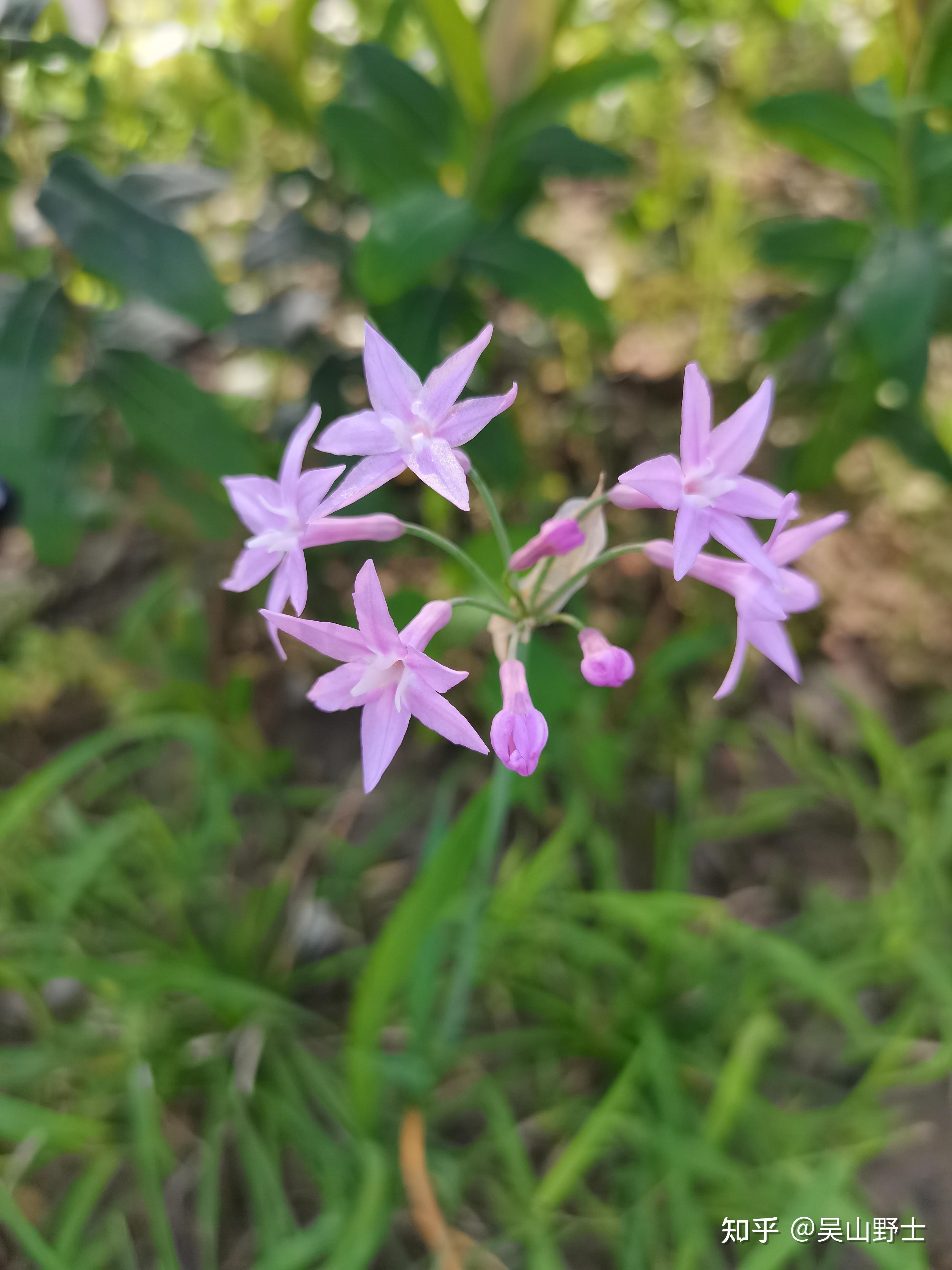 七絕紫嬌花平水韻