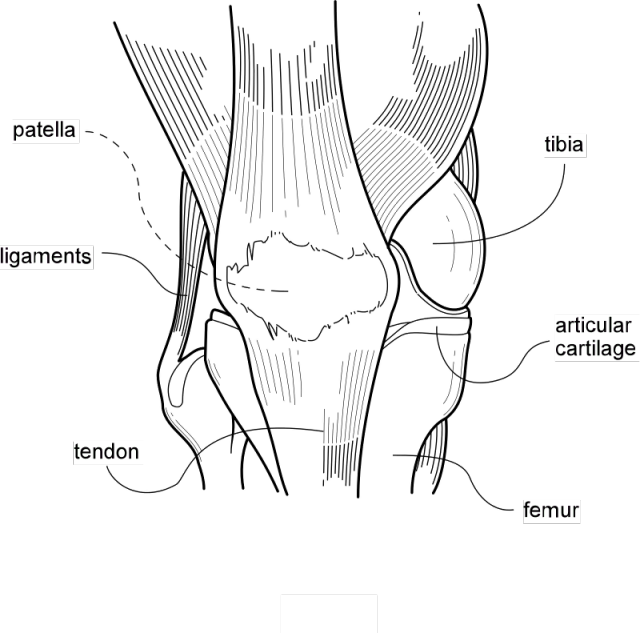 和服务 1人 赞同了该文章 关节的损伤例如髌骨软化症(chondromalacia