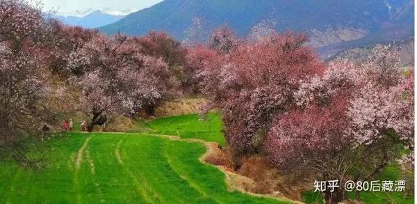 林芝桃花实在太美 忍不住再来一波 知乎