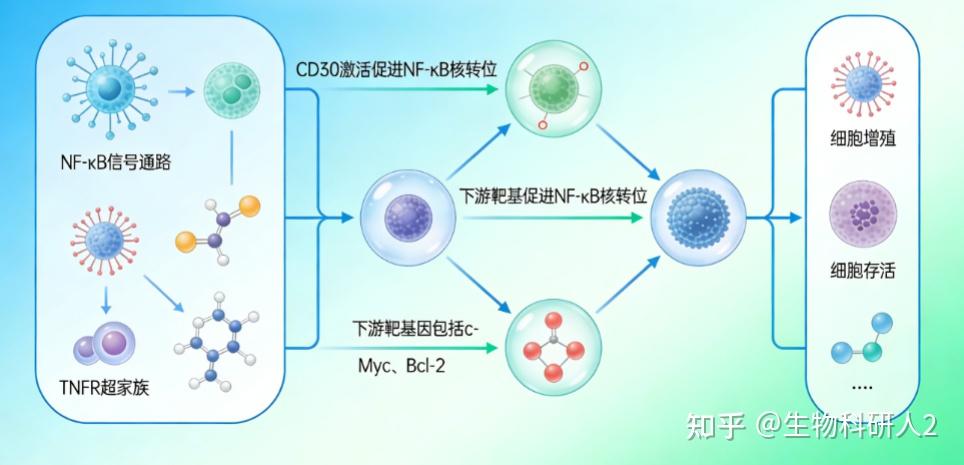 卡梅德生物深度解析：CD30 (分化簇30) 靶点的作用机制与药物研发全景 - 知乎