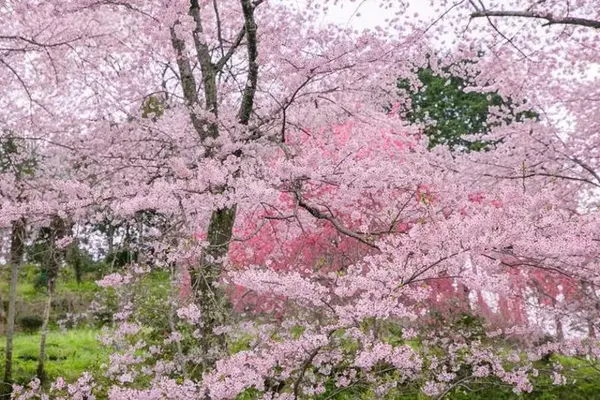 此生必去的赏樱绝景路线 避开人潮带你去吉野山看樱花海 知乎