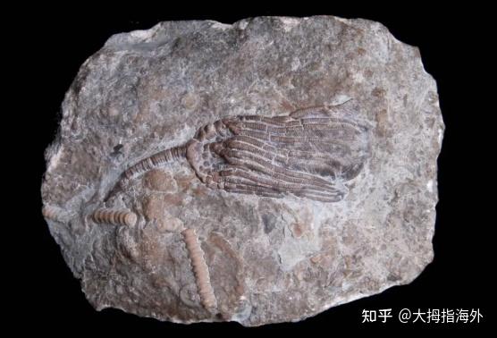 古生代的第三纪，史前生物大竞猜，劫后余生的志留纪，向陆地进军！ - 知乎