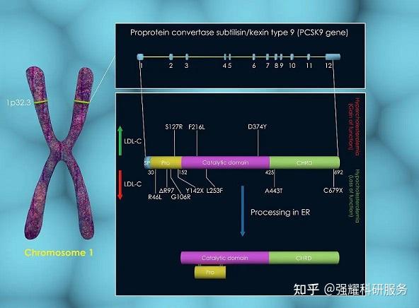 什么是荧光标记技术 - 知乎