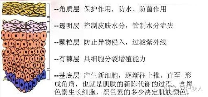 认识表皮层 - 知乎