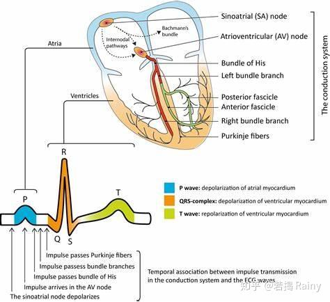 13心血管系统cardiovascularsystem1心脏