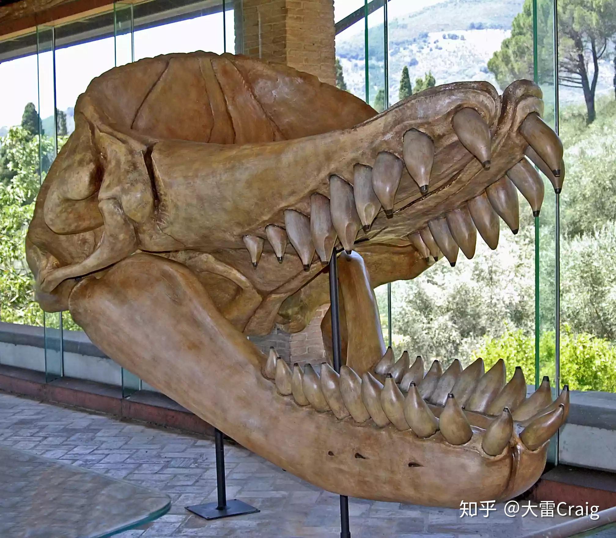 大吃一鲸的牙齿原来是这个样子！_哔哩哔哩_bilibili