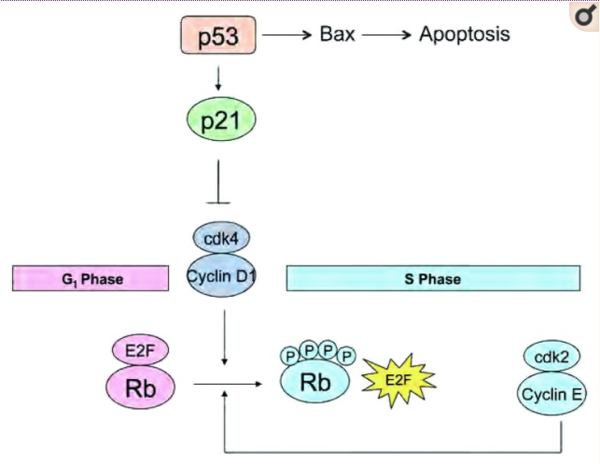 p53作为细胞增殖的负性调节因子而发挥作用(文献1)