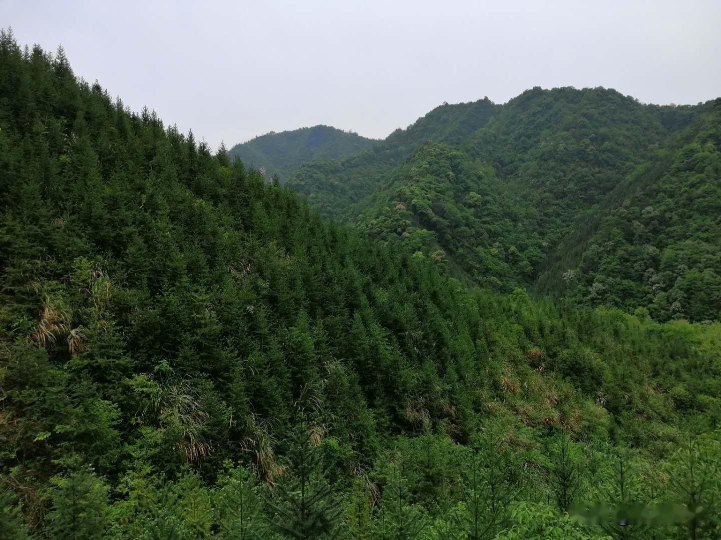 营造杉木速生丰产林,实现丰产,这四个技术要点一个都不能少 - 知乎