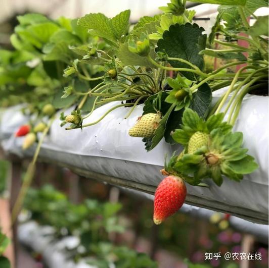 果实很久没有发生膨大,从而导致果实极小,僵果也会导致草莓的口感变差