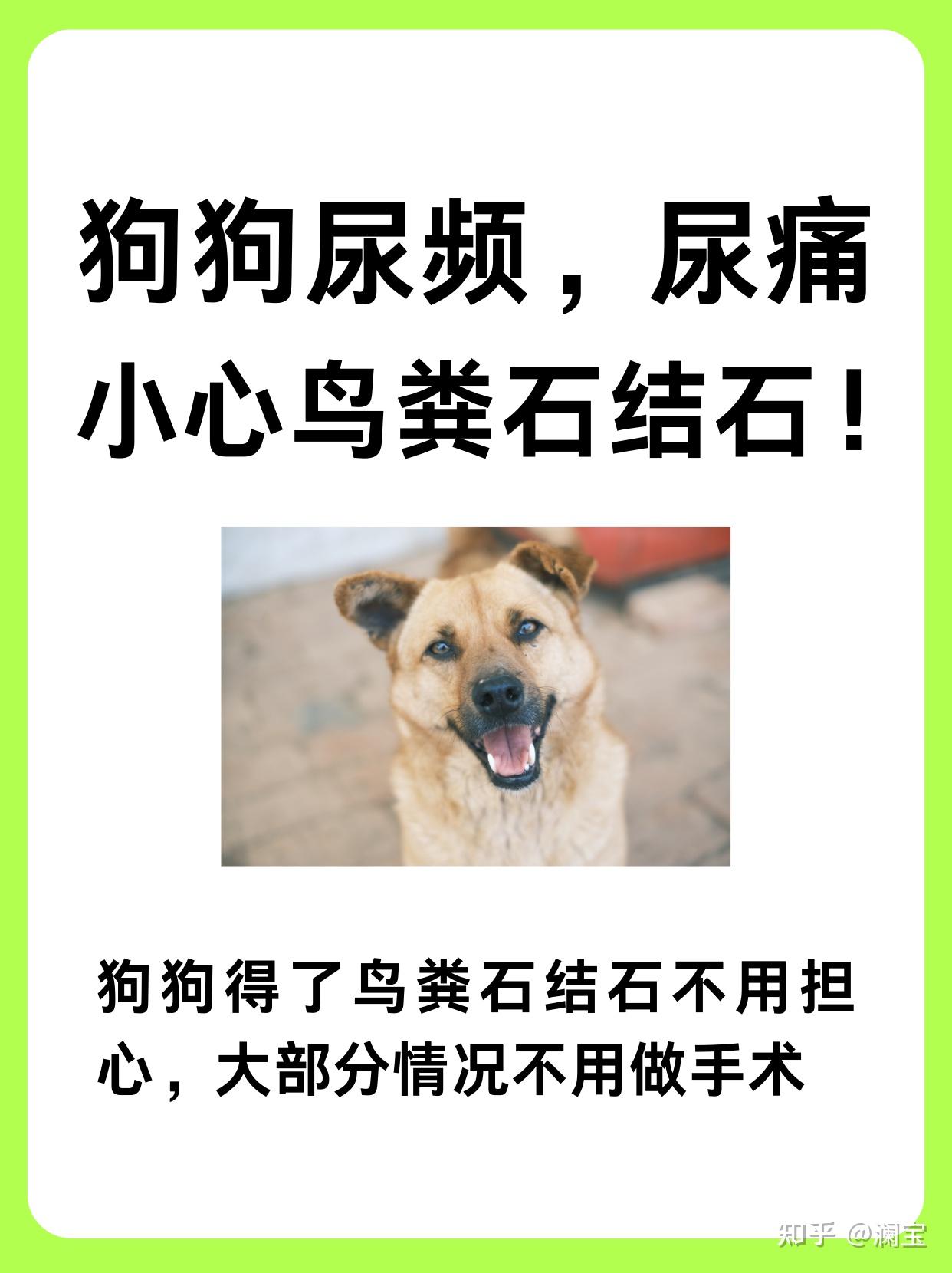 狗狗尿频尿痛小心鸟粪石结石