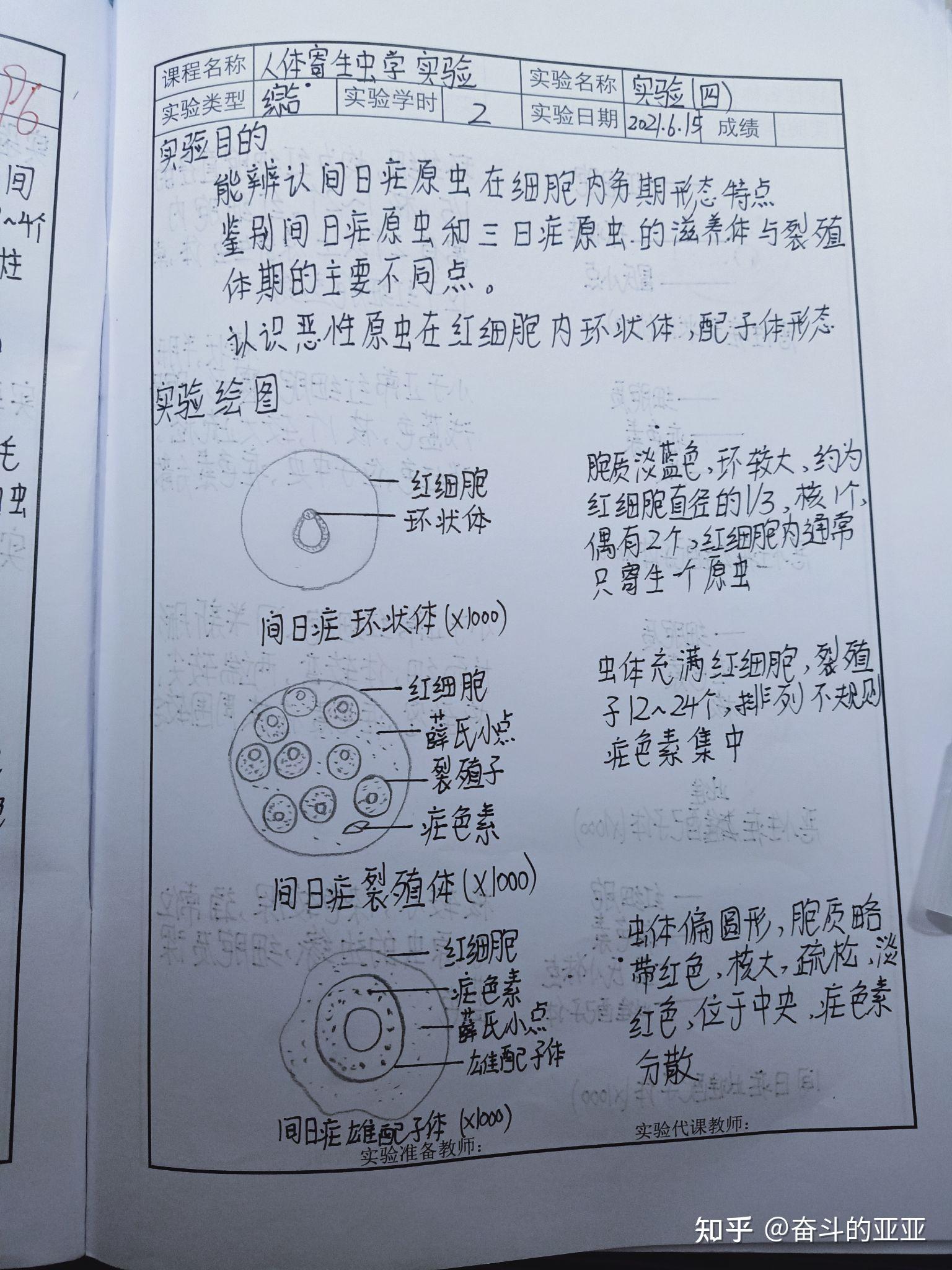 人體寄生蟲實驗報告