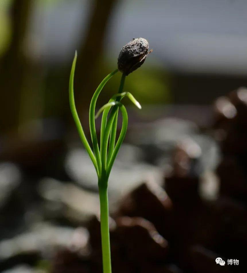 什么样的松树才长松果 v2-3b89c1251006f6b0f053aec57cec5e3b_r.jpg