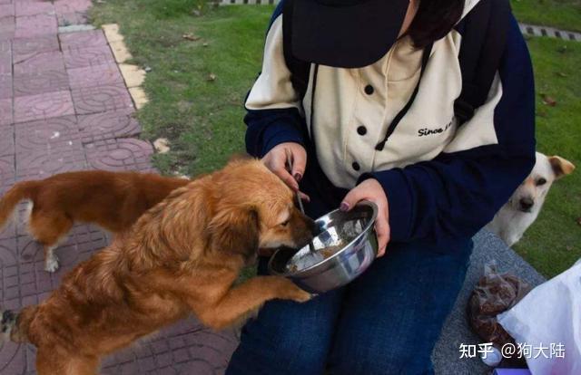 经常给狗狗喂食