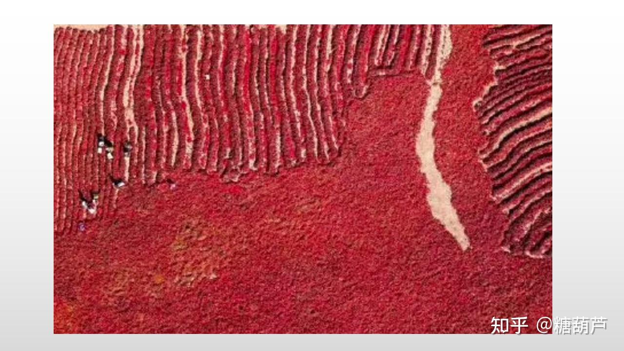 辣椒中含有颜色丰富的红色素;2,辣椒红色素是口红的重要原料;贤望