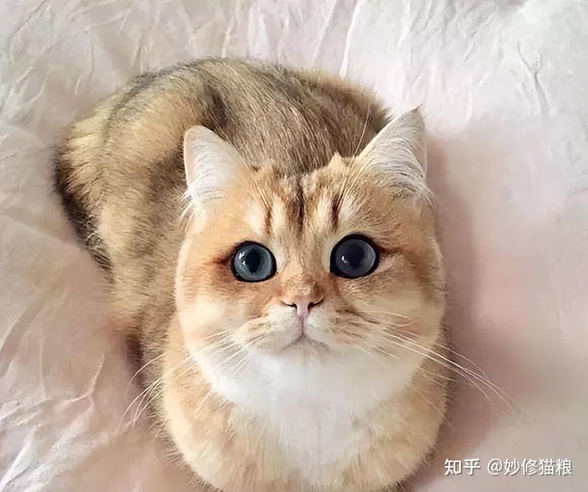 适合女生养的猫!没想到它也上榜了,英短当之无愧最受欢迎