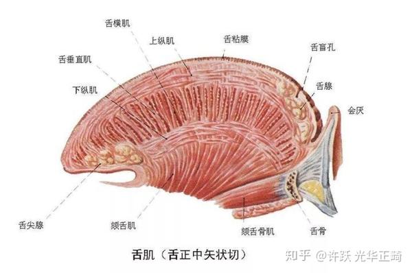 舌头口腔界的肌肉猛男