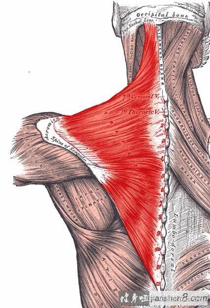 斜方肌肌肉结节图片