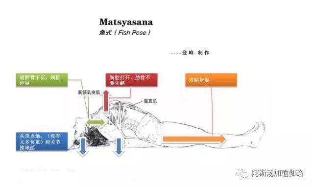 瑜伽鱼式图片和功效图片