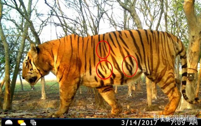 卡齐兰加系列5:传奇虎王kzt-085的故事! - 知乎