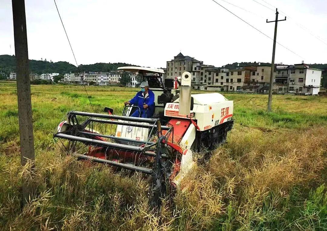 面對亟待收割的油菜籽,江西省交通運輸廳駐村工作隊化身