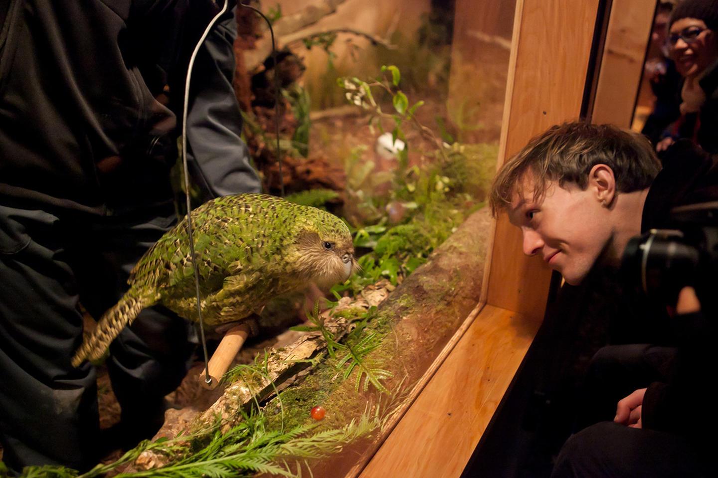 邂逅奇異鳥之旅kiwi bird encounters