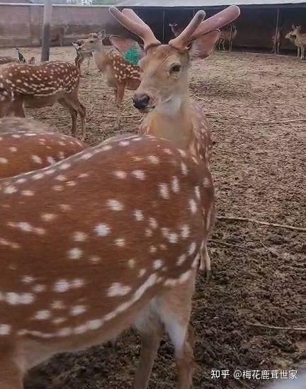 我可以肯定的说,梅花鹿锯鹿茸时会非常的痛,现在好多了,几十年前的锯