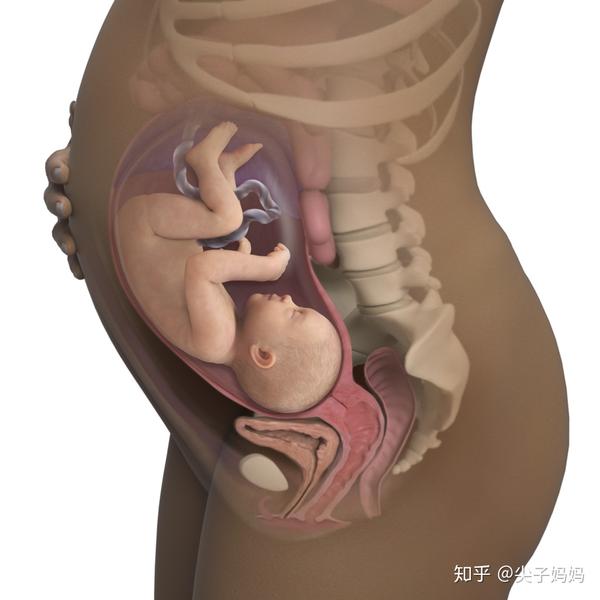 胎儿头骨骨骼还未定型,具有良好的变形能力,能助其顺利通过产道,这