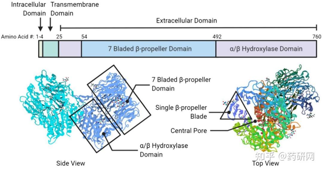 靶向实体瘤另辟蹊径：成纤维细胞激活蛋白(FAP) - 知乎