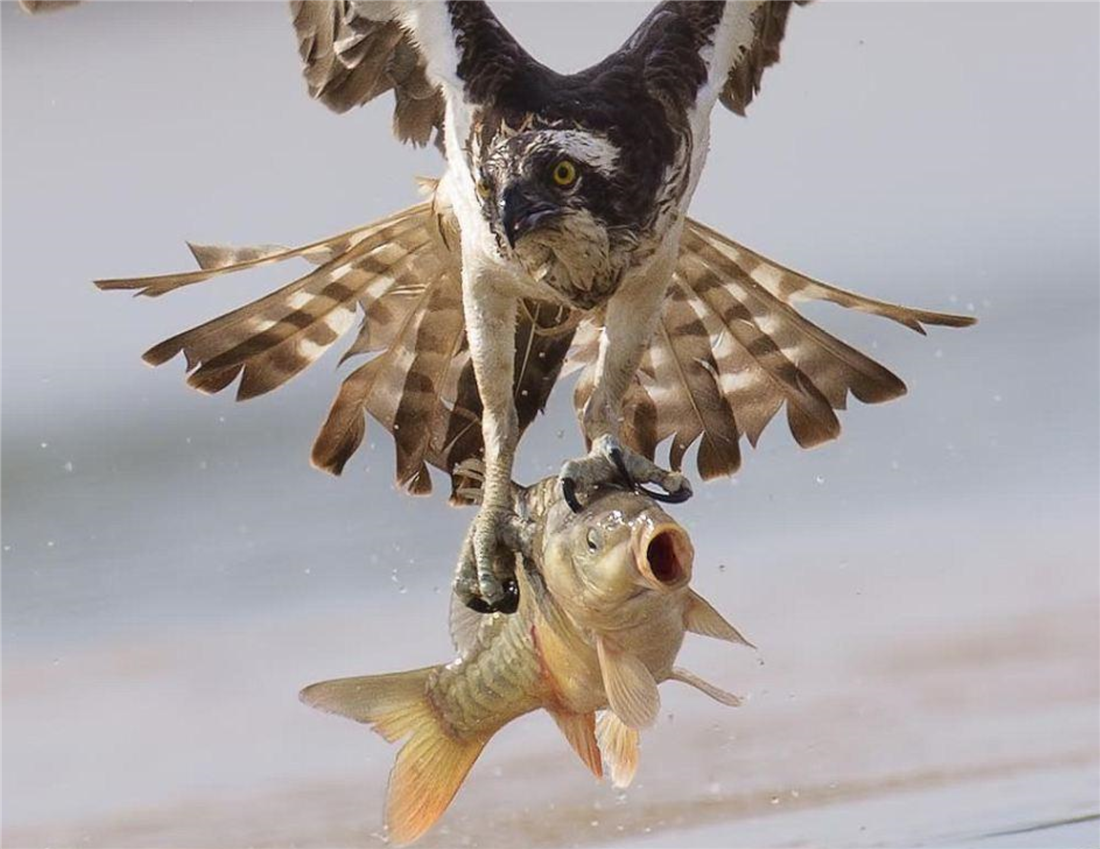 珠江口现神秘猛禽,虎爪鹰身,锁定水下5米的鱼,吃完飞水面洗脚