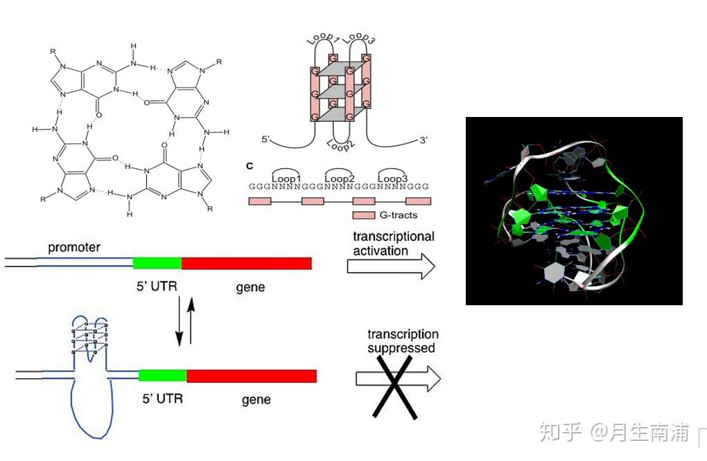 核酸化学与细胞中的核酸 - 知乎