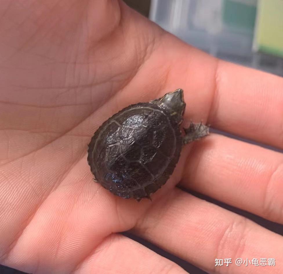 浅谈麝香蛋龟的饲养 - 知乎