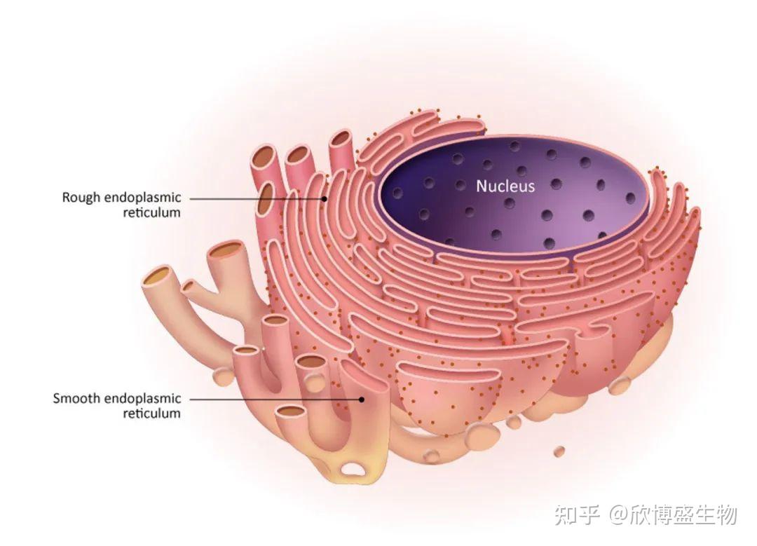 粗面内质网图片图片