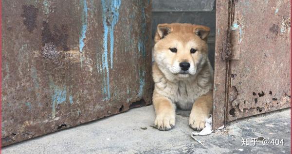 国产高颜值土狗之一土松犬