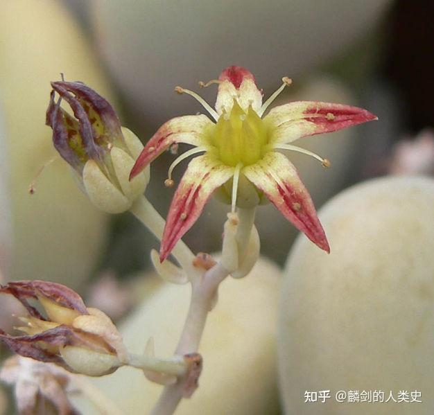植物界全系列景天科长生草亚科下风车莲