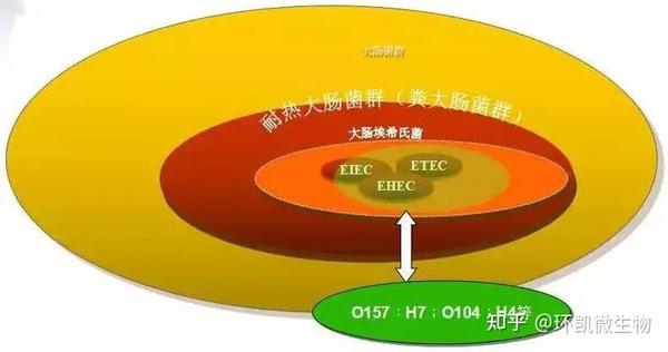 大肠菌群、粪大肠、大肠埃希氏菌检验的相关知识 - 知乎