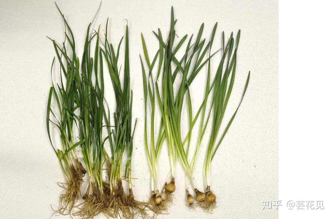 左侧   韭菜右侧   水仙水仙的鳞茎和洋葱很相似中国的水仙的原种是在
