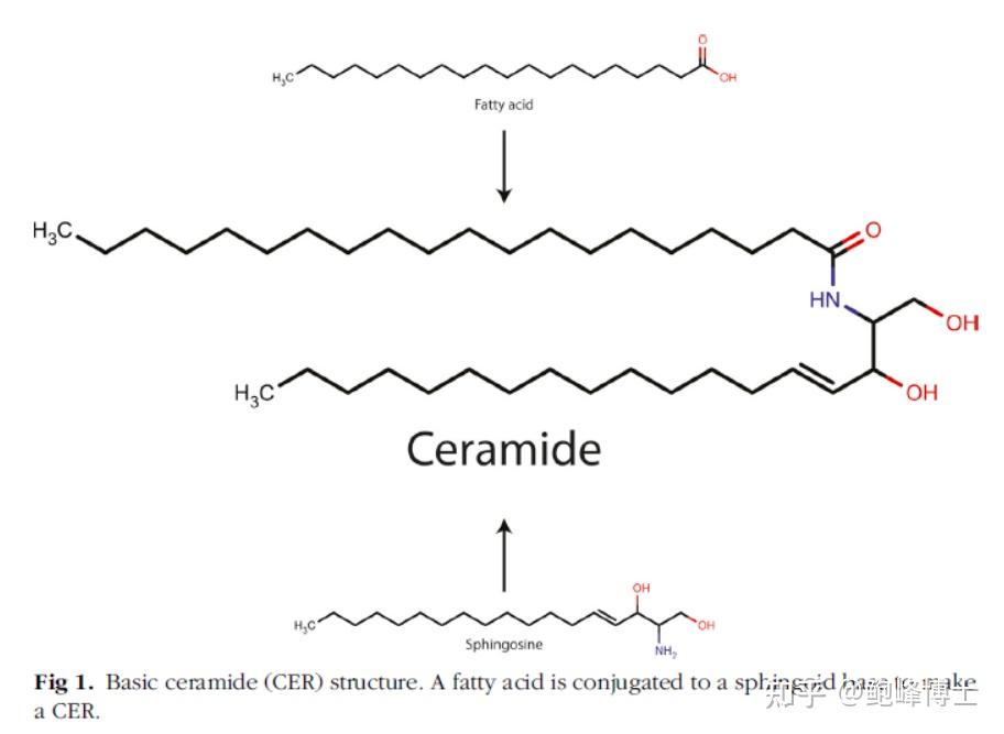 另外一个是鞘氨醇:及其在护肤品中的治疗用途神经酰胺在皮肤中的结构