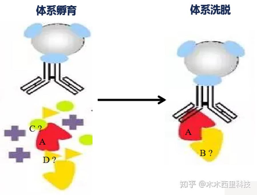 IP实验解析--一文让你彻底明白免疫沉淀的真相!(抗体-蛋白) - 知乎