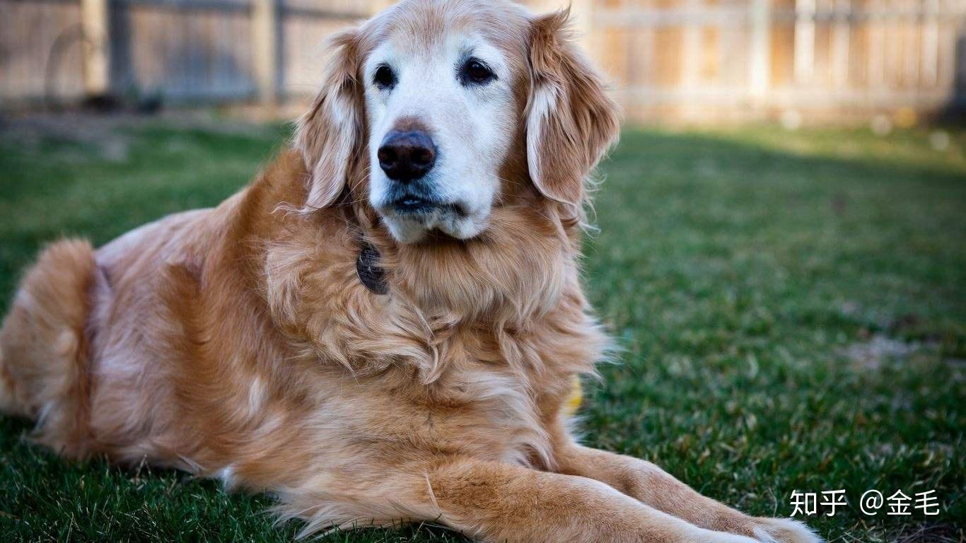 金毛与拉布拉多的区别和特征图解