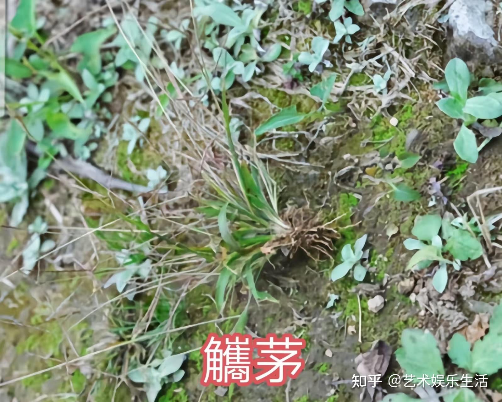 禾本科黍亚科的88种代表植物 - 知乎